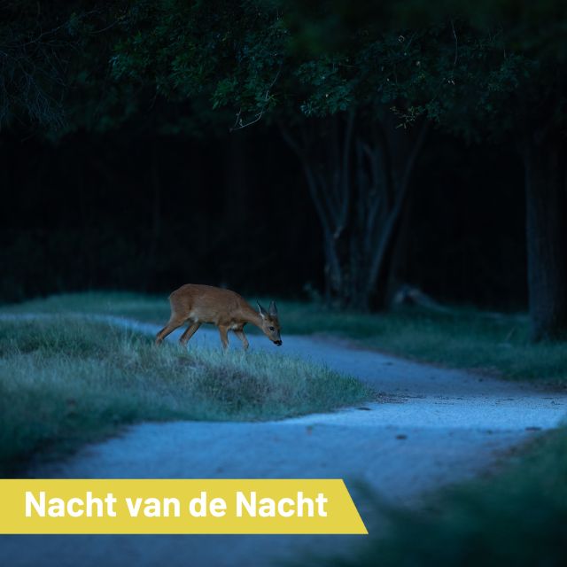 Contactpersoon afbeelding